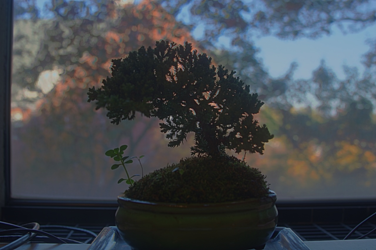 Durand bonsai