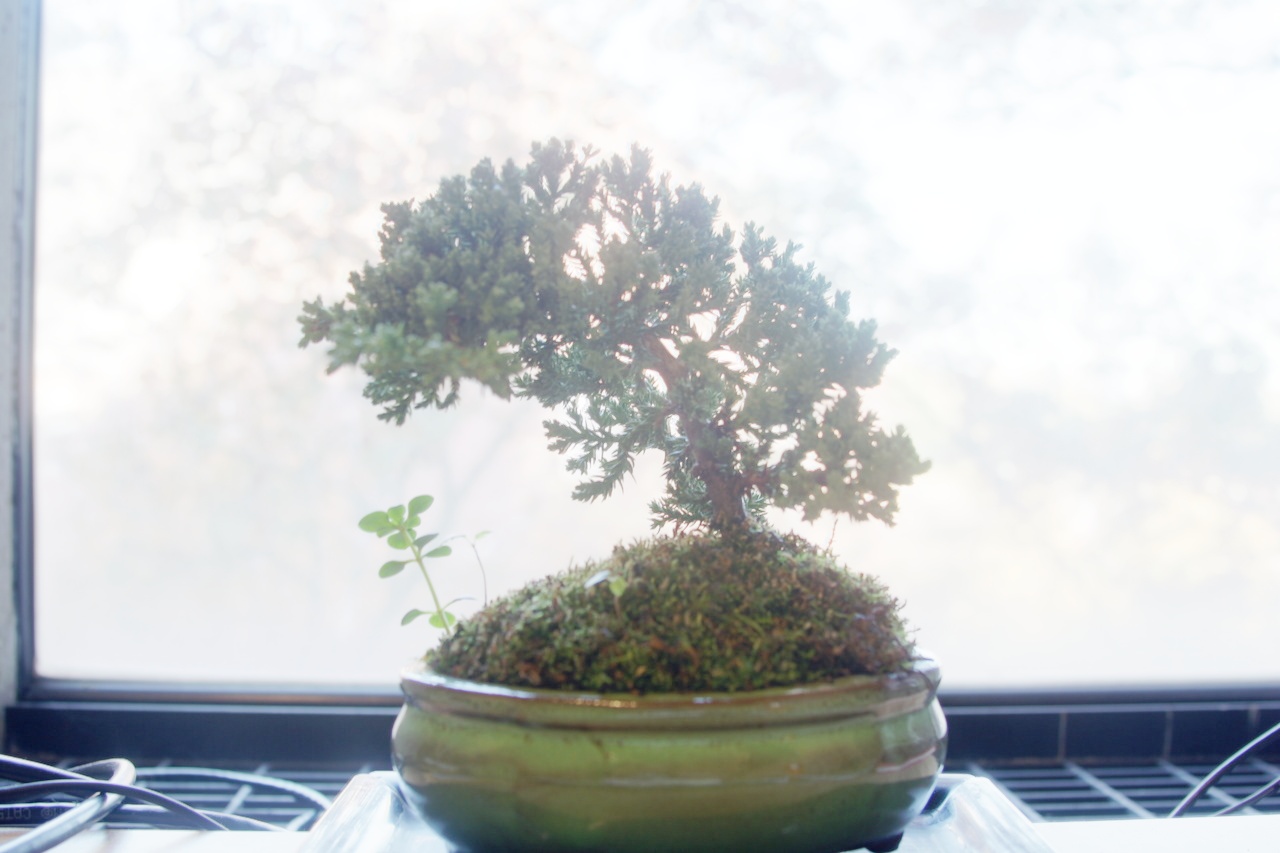 global simple bonsai