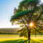 tree 20