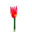 drawn tulip 20